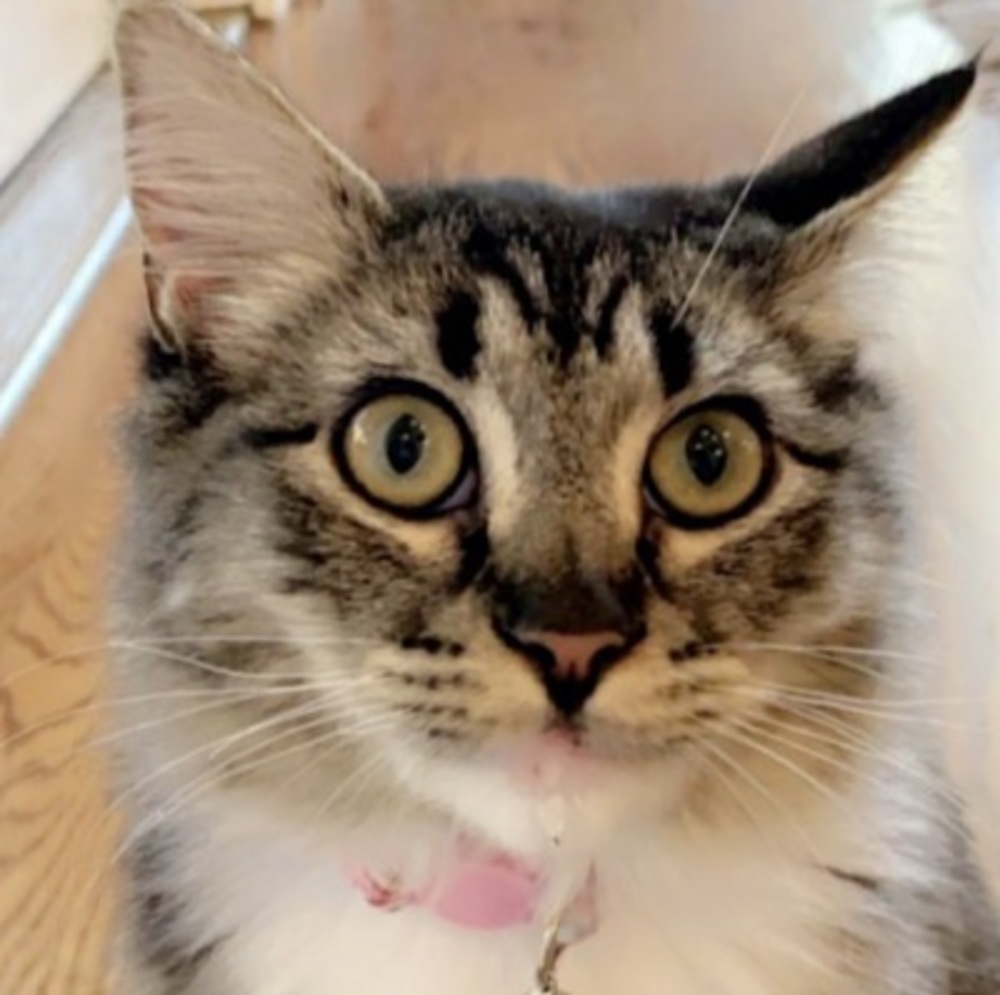 Meet your Posher, Taylor